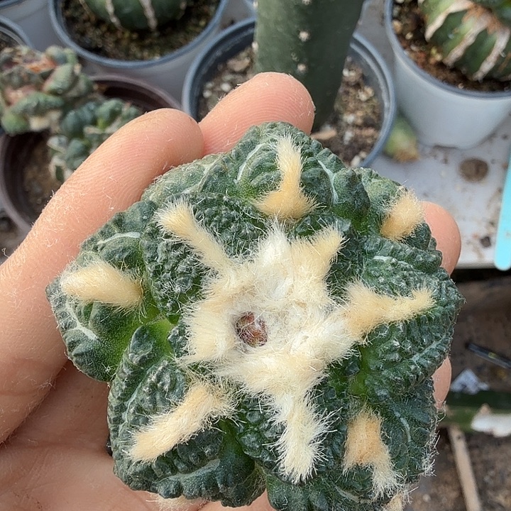 无花朵850龟甲牡丹仙人球