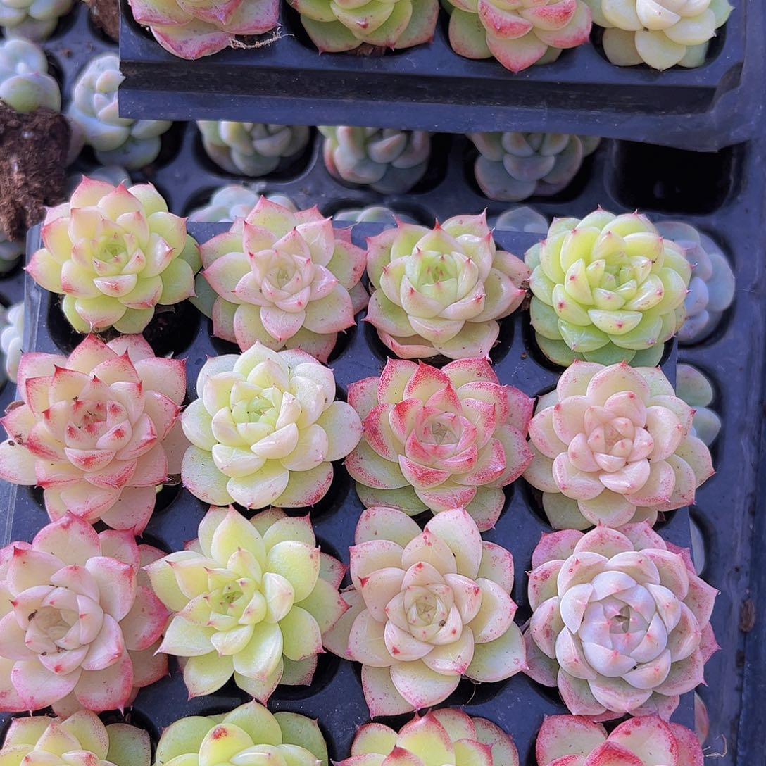 冰麦3代24颗19包邮多肉