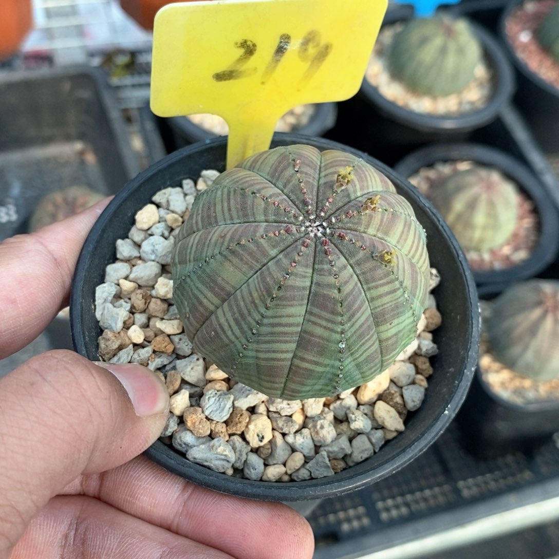 欧系布纹球多肉植物