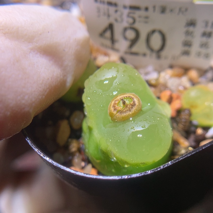 精品生石花35.490哦泡