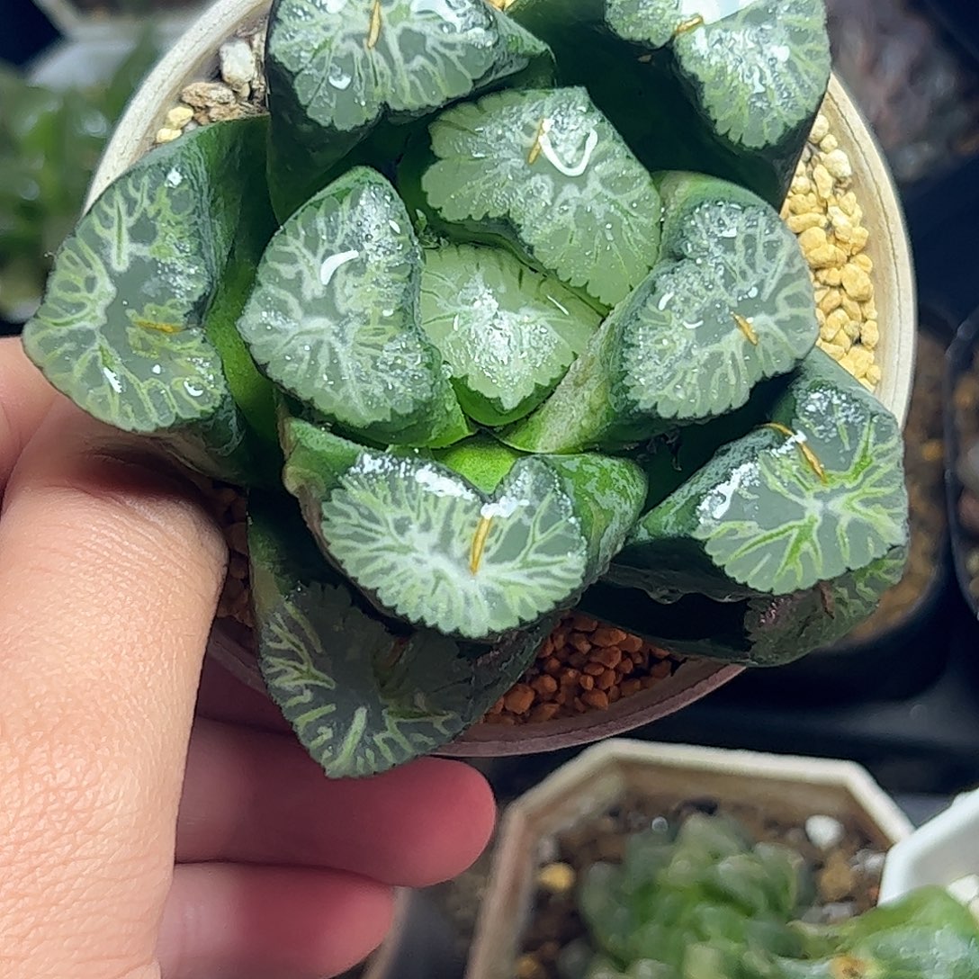 花玲十二母本十二卷