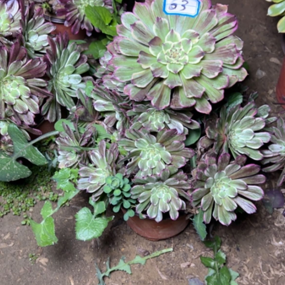 【闪购商品】多肉植物粉墨63