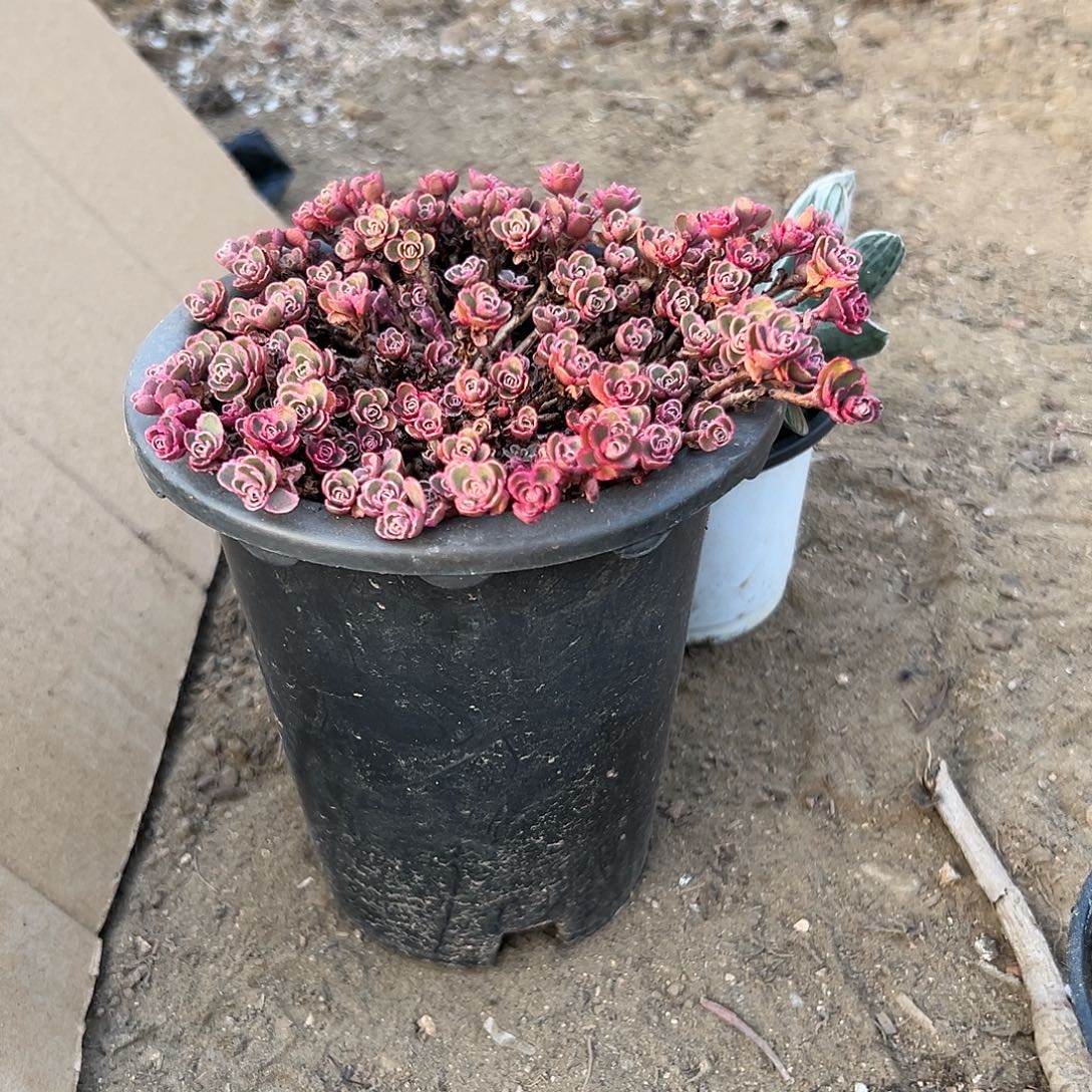 多肉植物带盆小球玫瑰锦