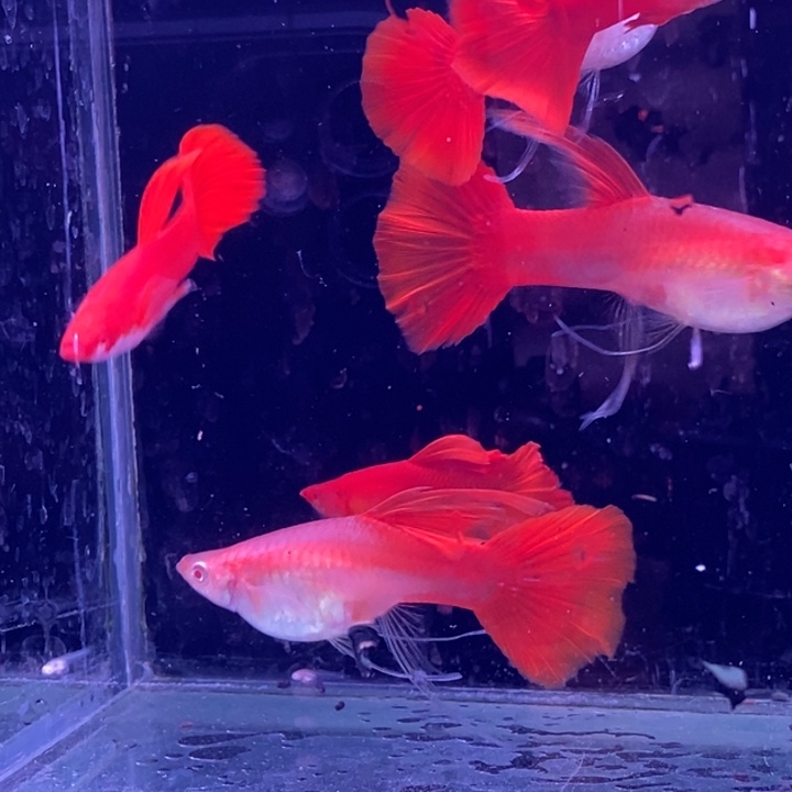 孔雀鱼血红大c3对包邮