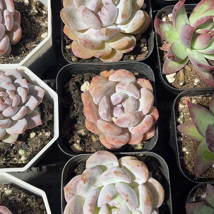 粉雾一颗带盆土发