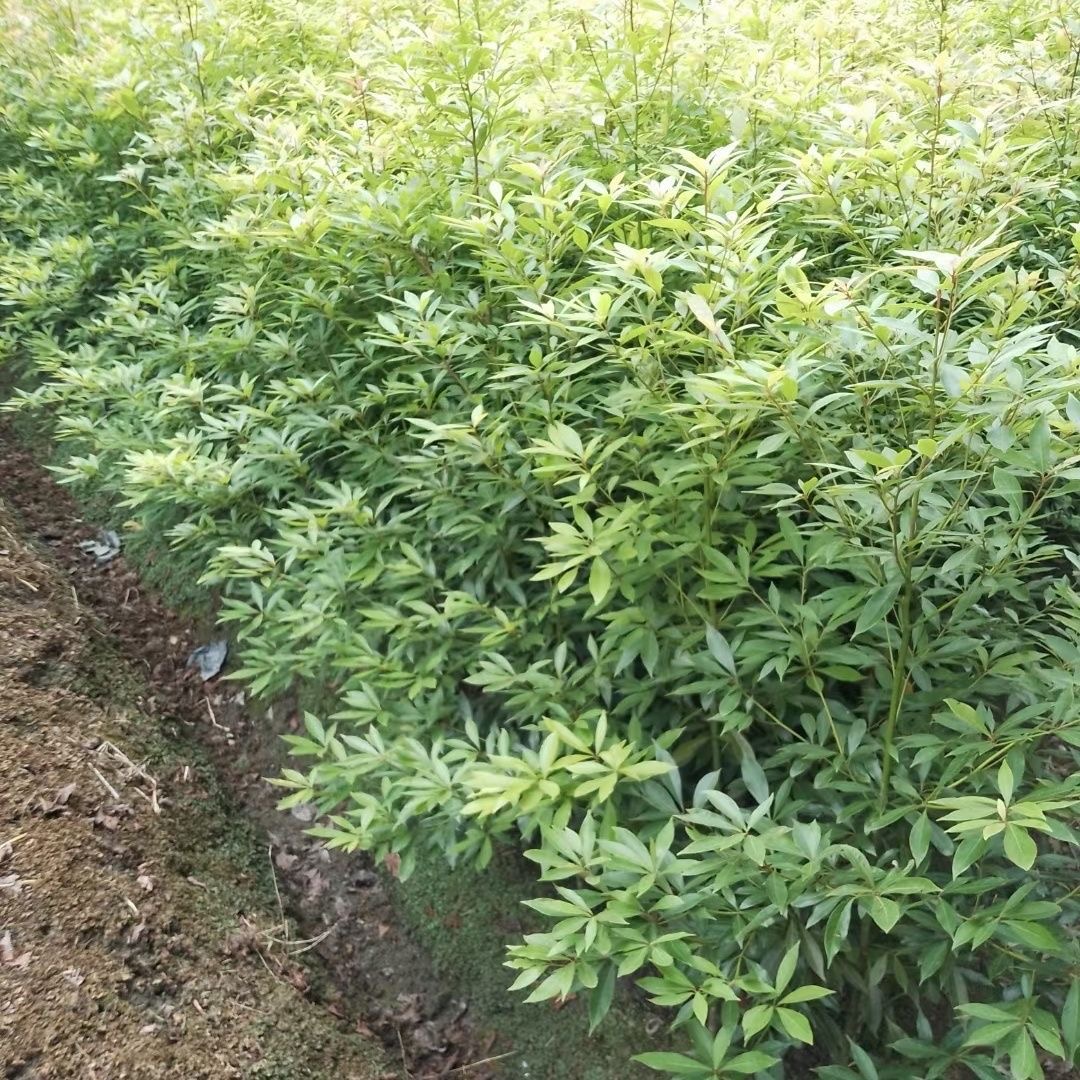 1.5米高金丝楠木小叶桢楠基地直发