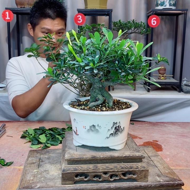 完全开放栀子花开了