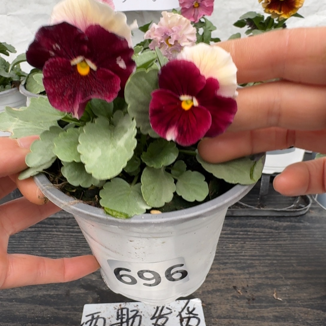 全部花朵696号彩虹白耳