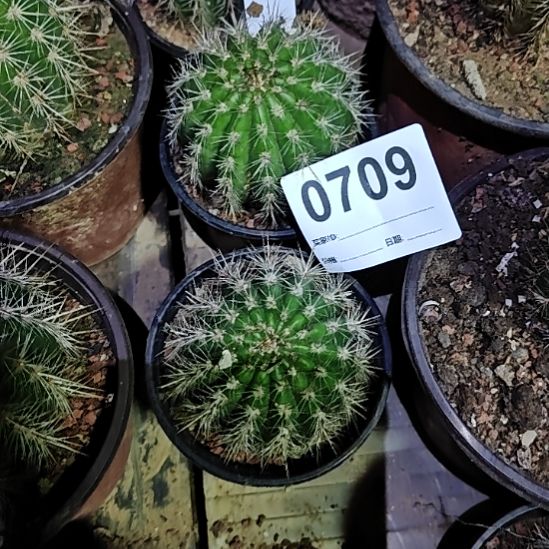 飞碟有根两个福包邮零度之上709