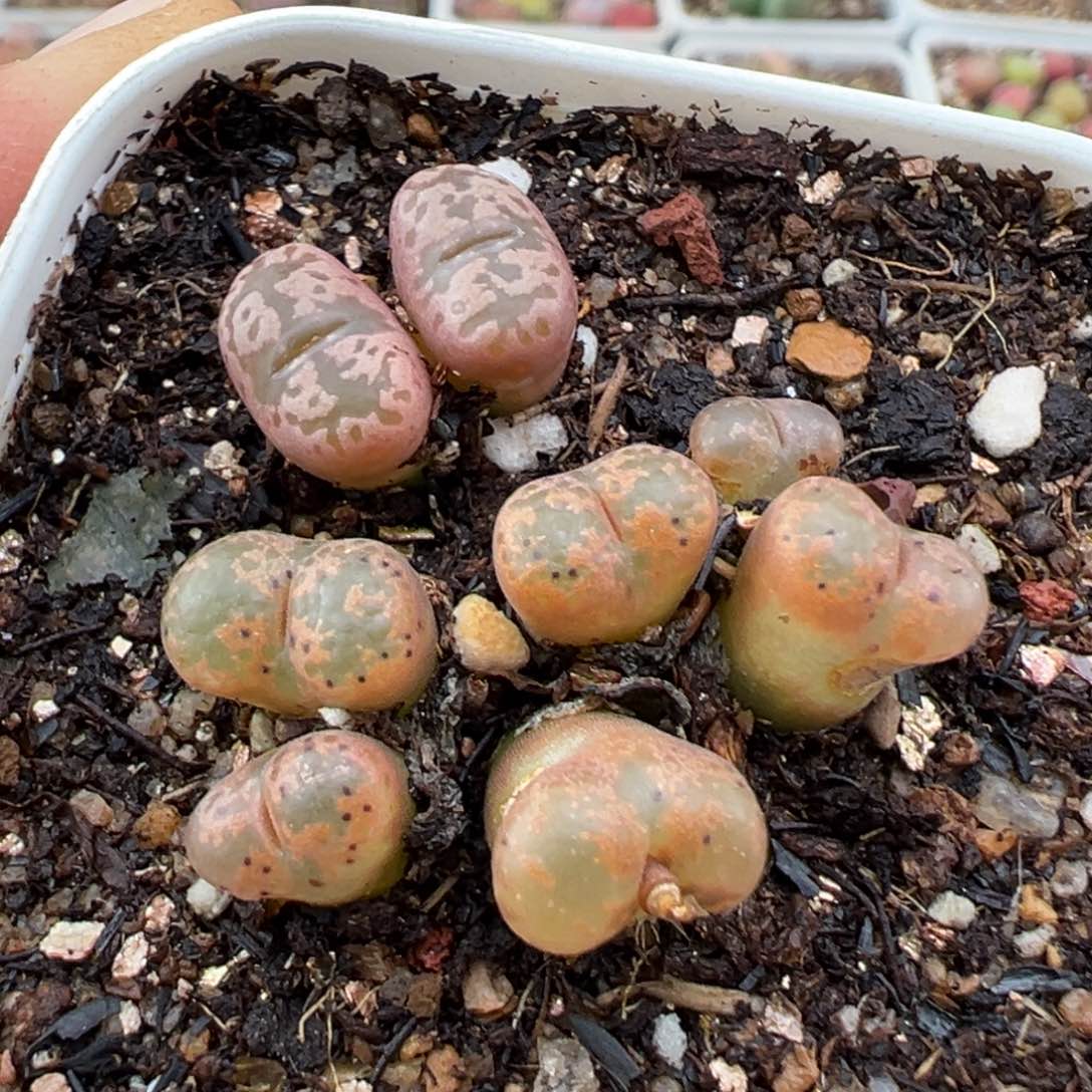 1.17好看的多肉341