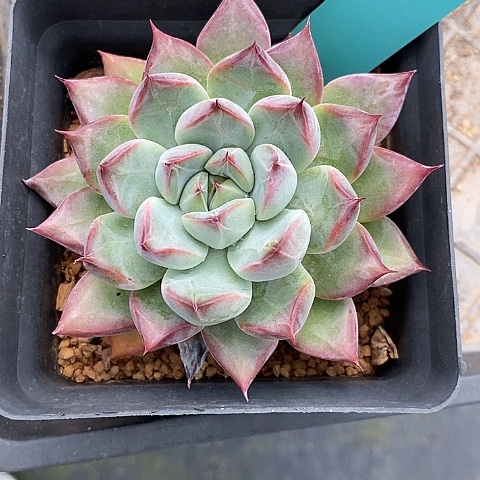 雨*841多肉植物老桩