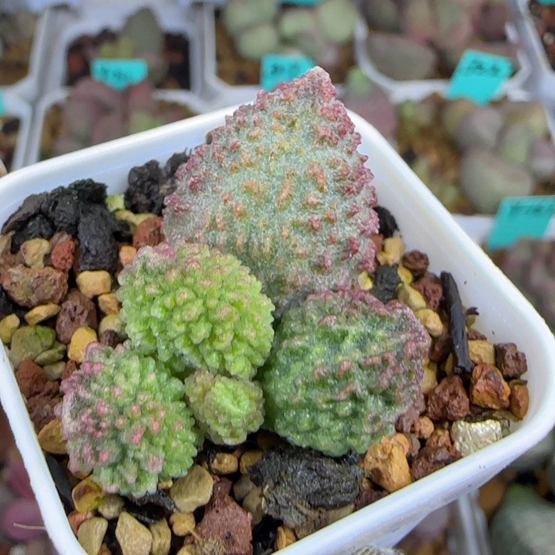 芙蓉叶插，带盆发，四方盆