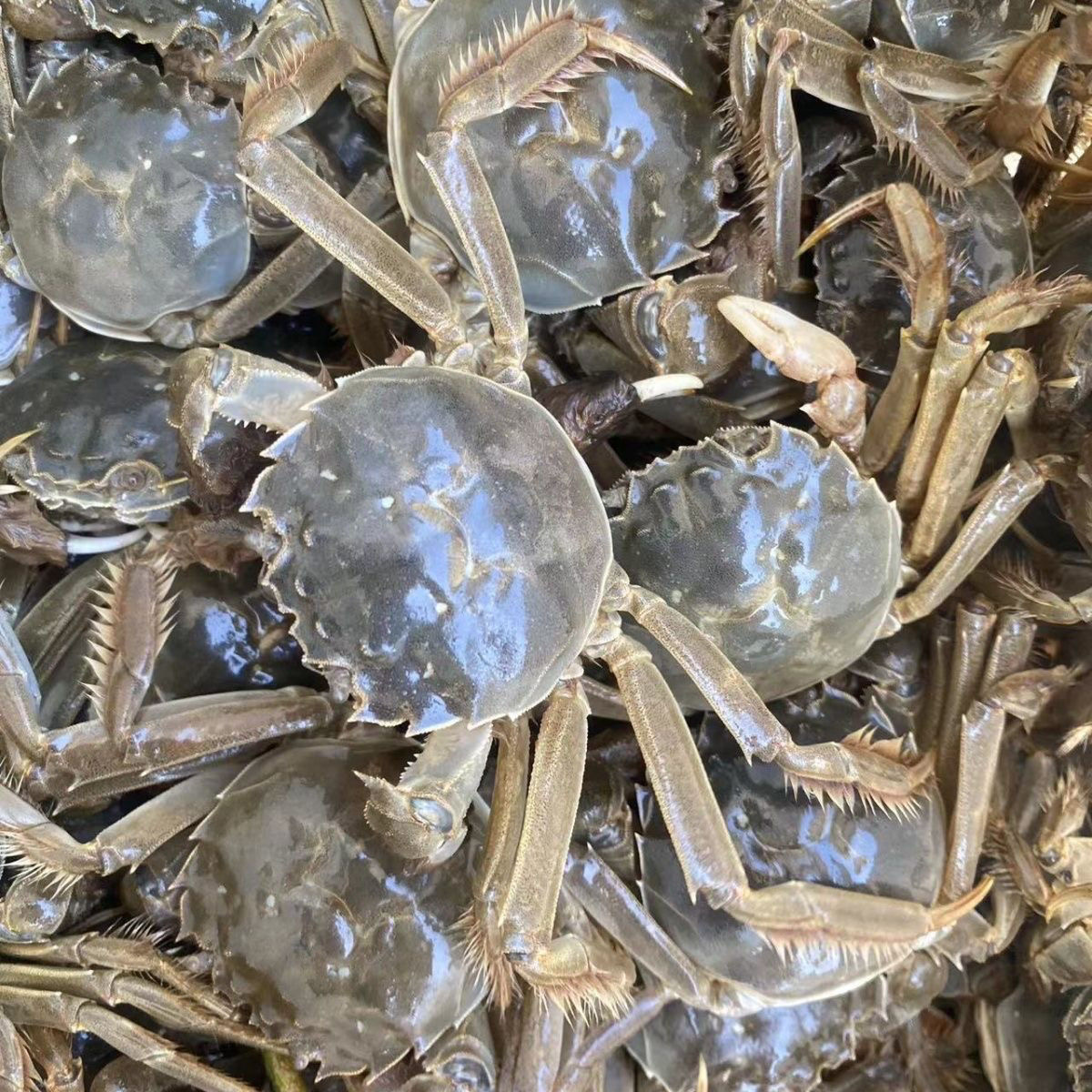 新鲜每天现捞 1两 买15只送5只 顺丰京东冷链发货