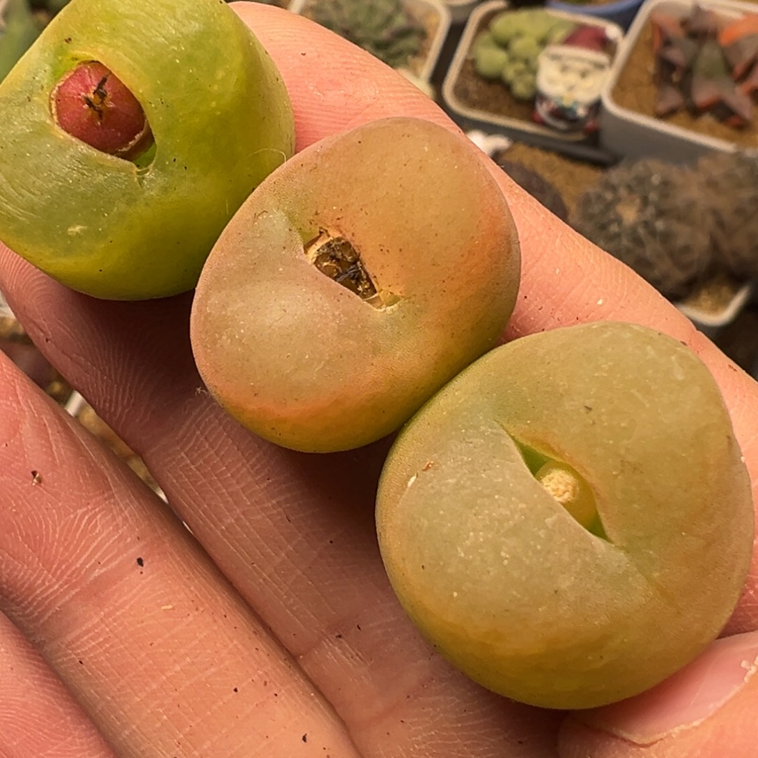 2厘米红绿灯多肉植物百科