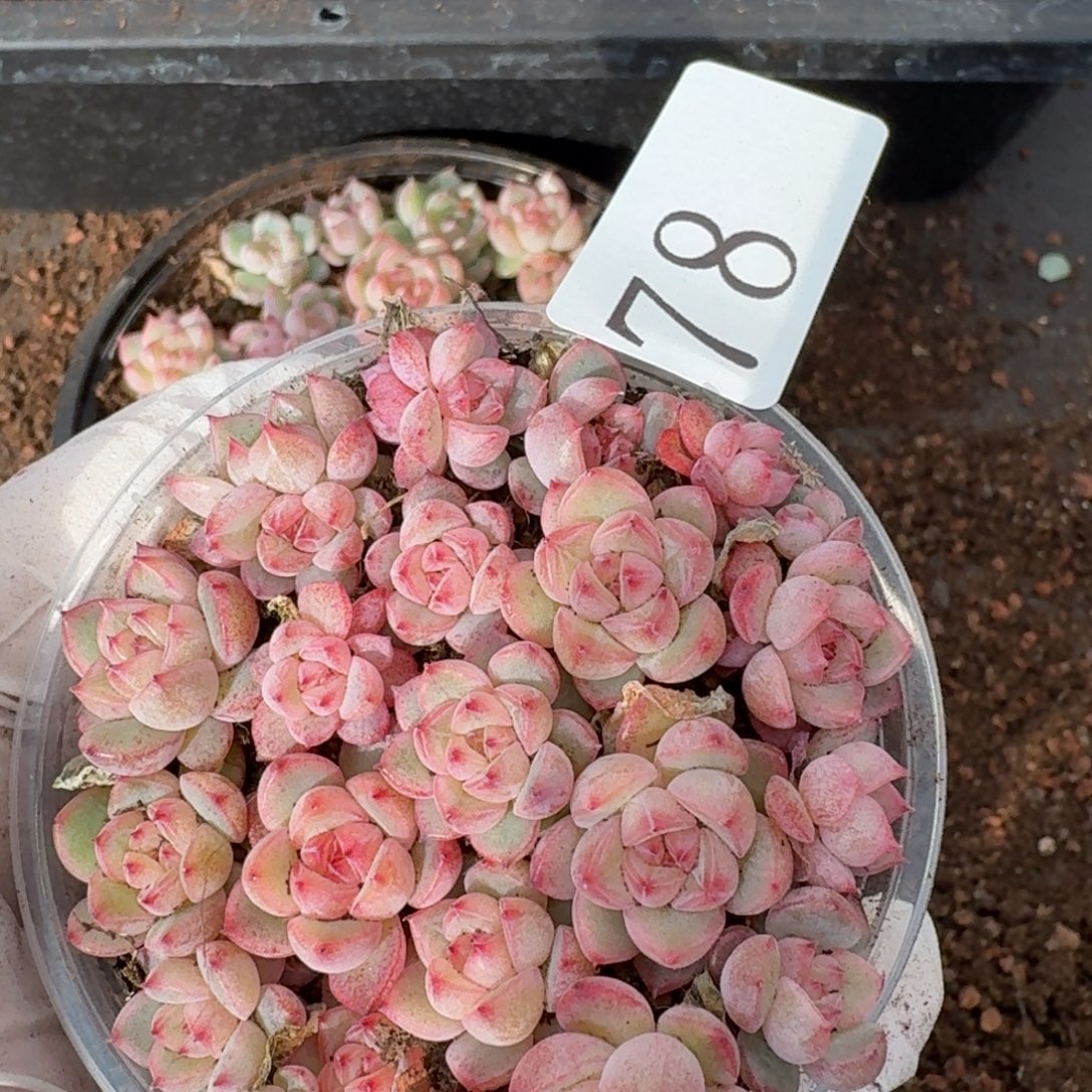 多肉植物多肉植物78