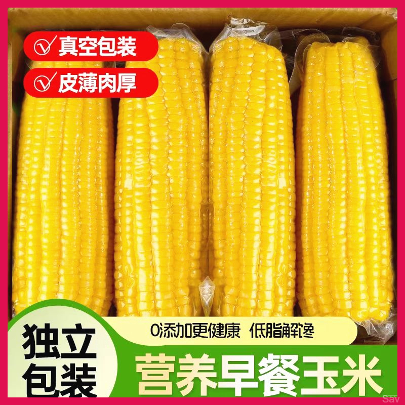 【伊犁玉米50单】新疆黄糯玉米8根4斤真空锁鲜苞米早餐正宗甜糯玉米