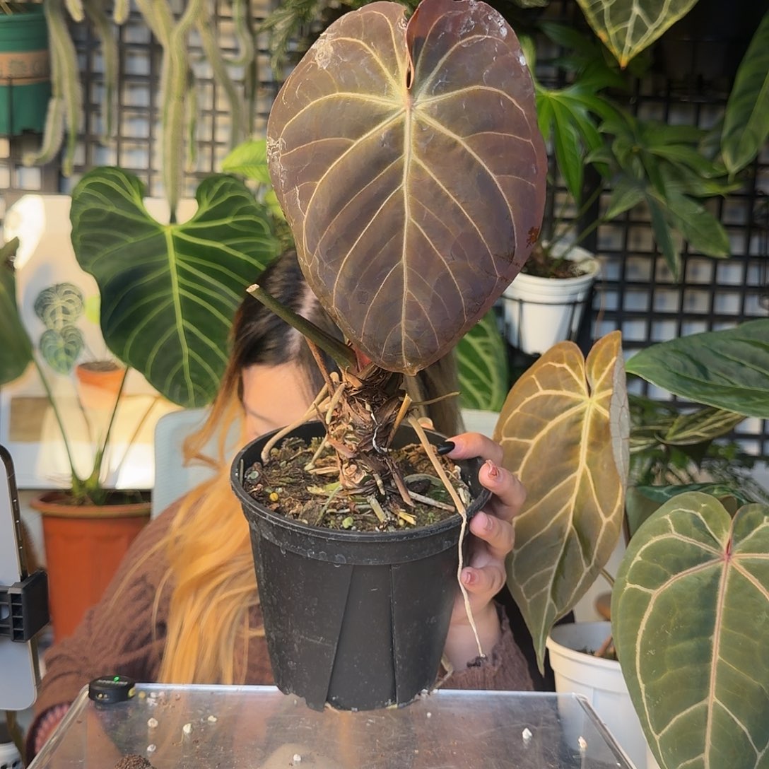 形***面完全开放176霍夫曼杂华丽