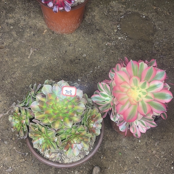 组合两颗多肉法师708