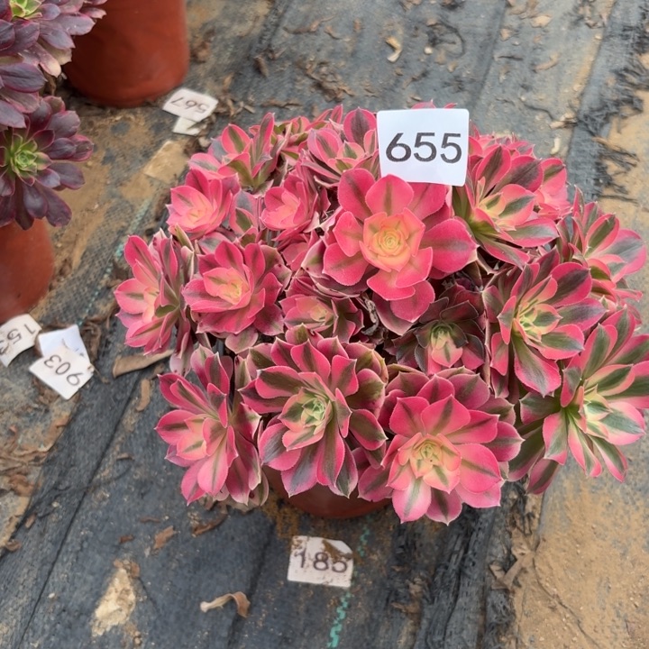 粉女巫多肉断枝不包655