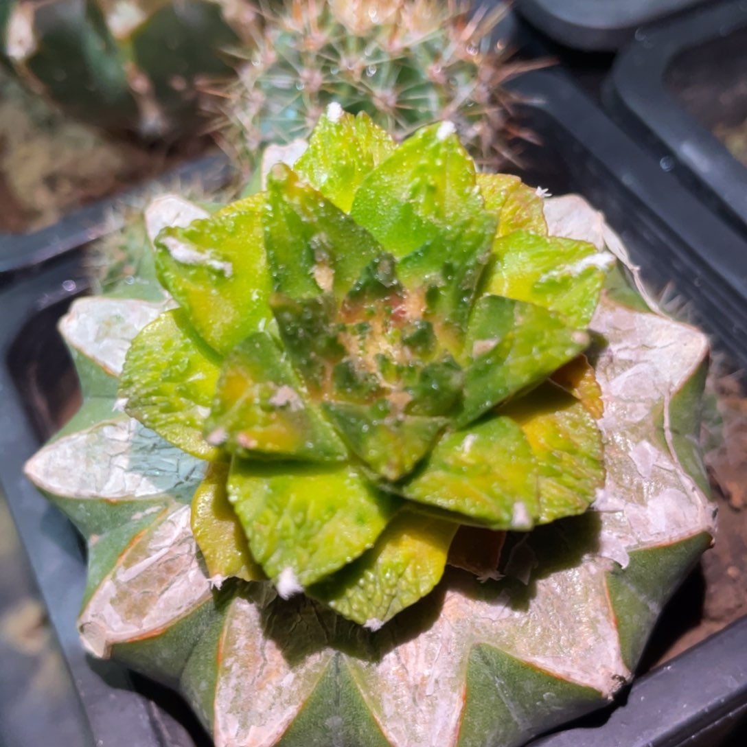 新顿龟甲牡丹锦 仙人球