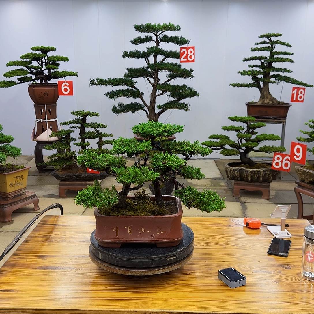 无花朵盆景直播间一物一拍