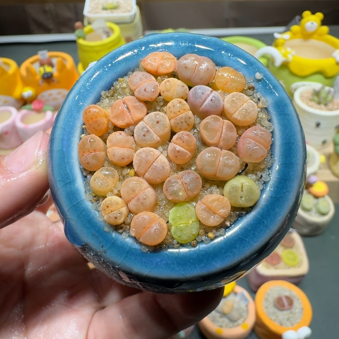 红陶蘑菇367草莓惜春