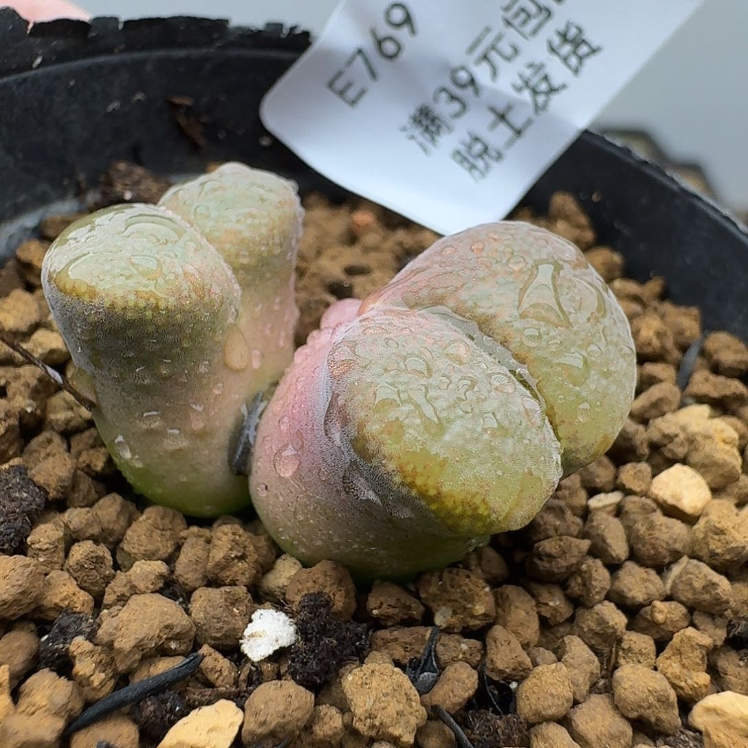 769哈哈哈哈哈哈哈哈哈哈