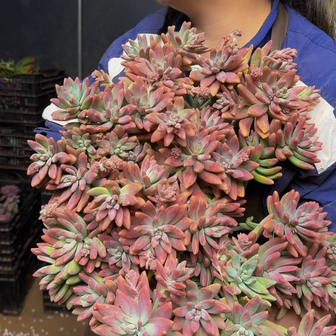 秋丽 一颗 不包损19.9