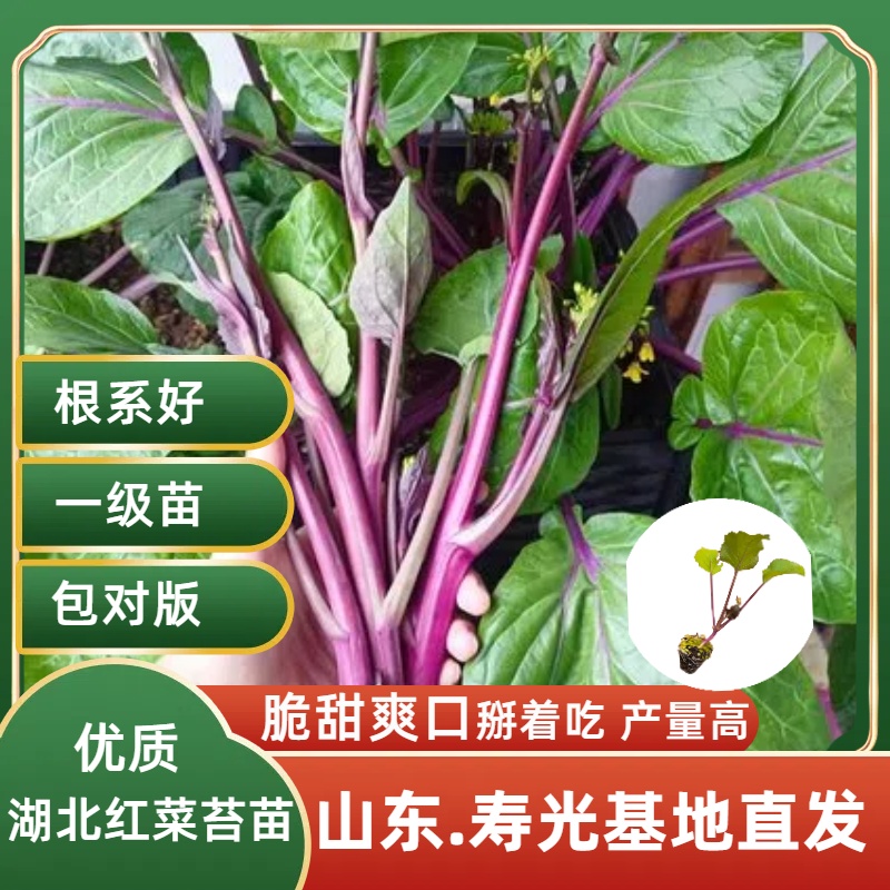 山东寿光直发湖北红菜苔苗秧带土球高产多察秋冬脆甜爽口洪山一号