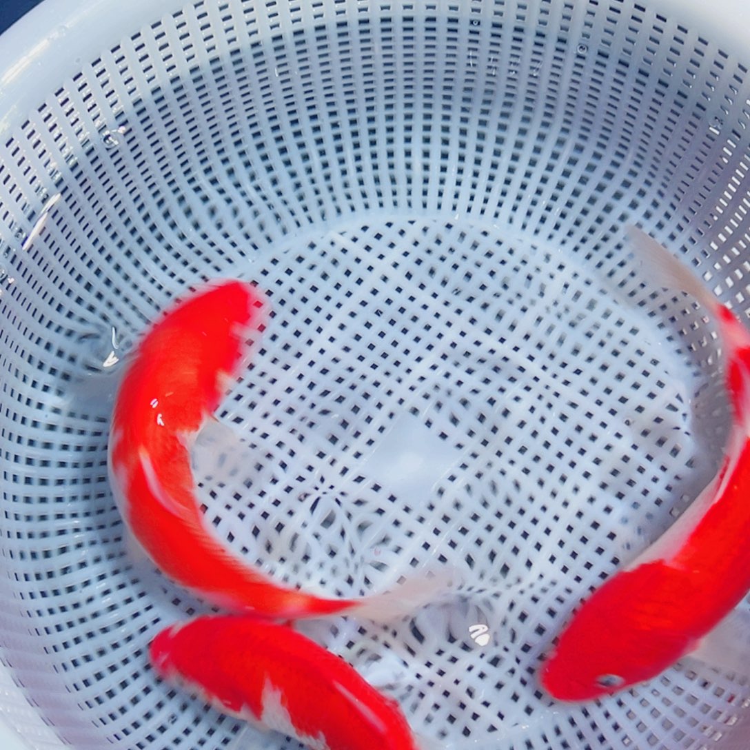 锦鲤锦鲤观赏鱼1111