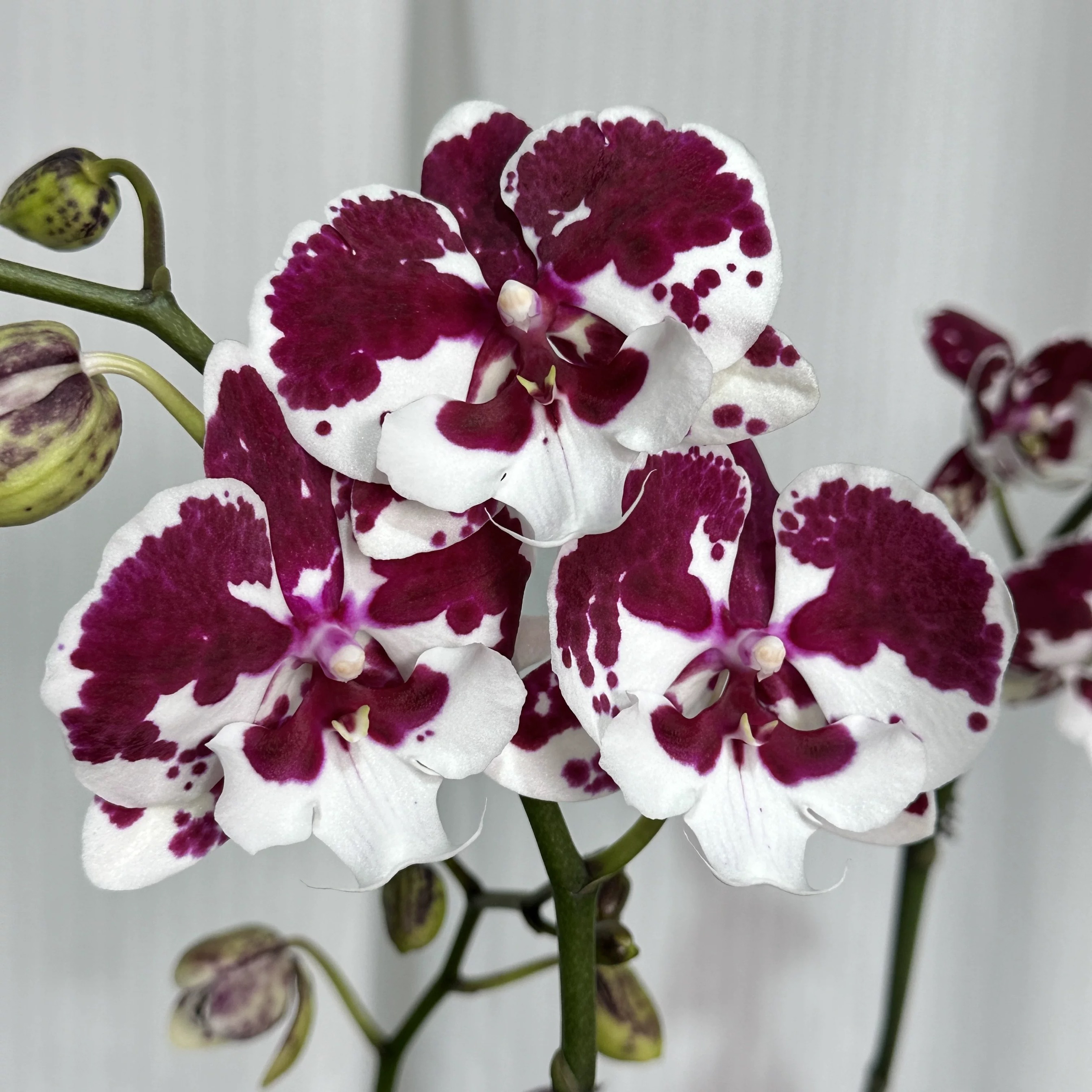 一千零一夜蝴蝶兰盆栽