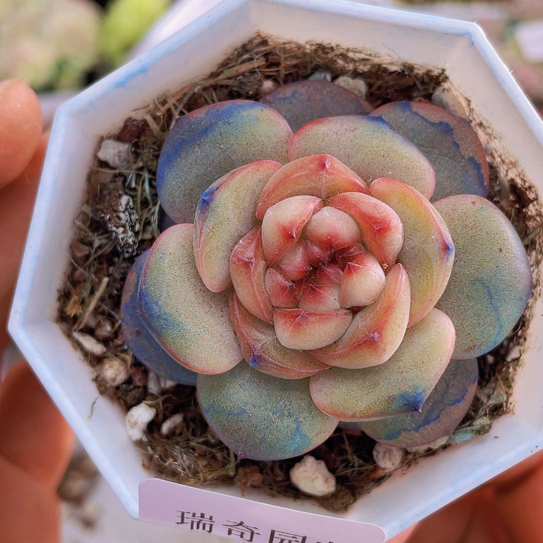 000000000047一物一拍