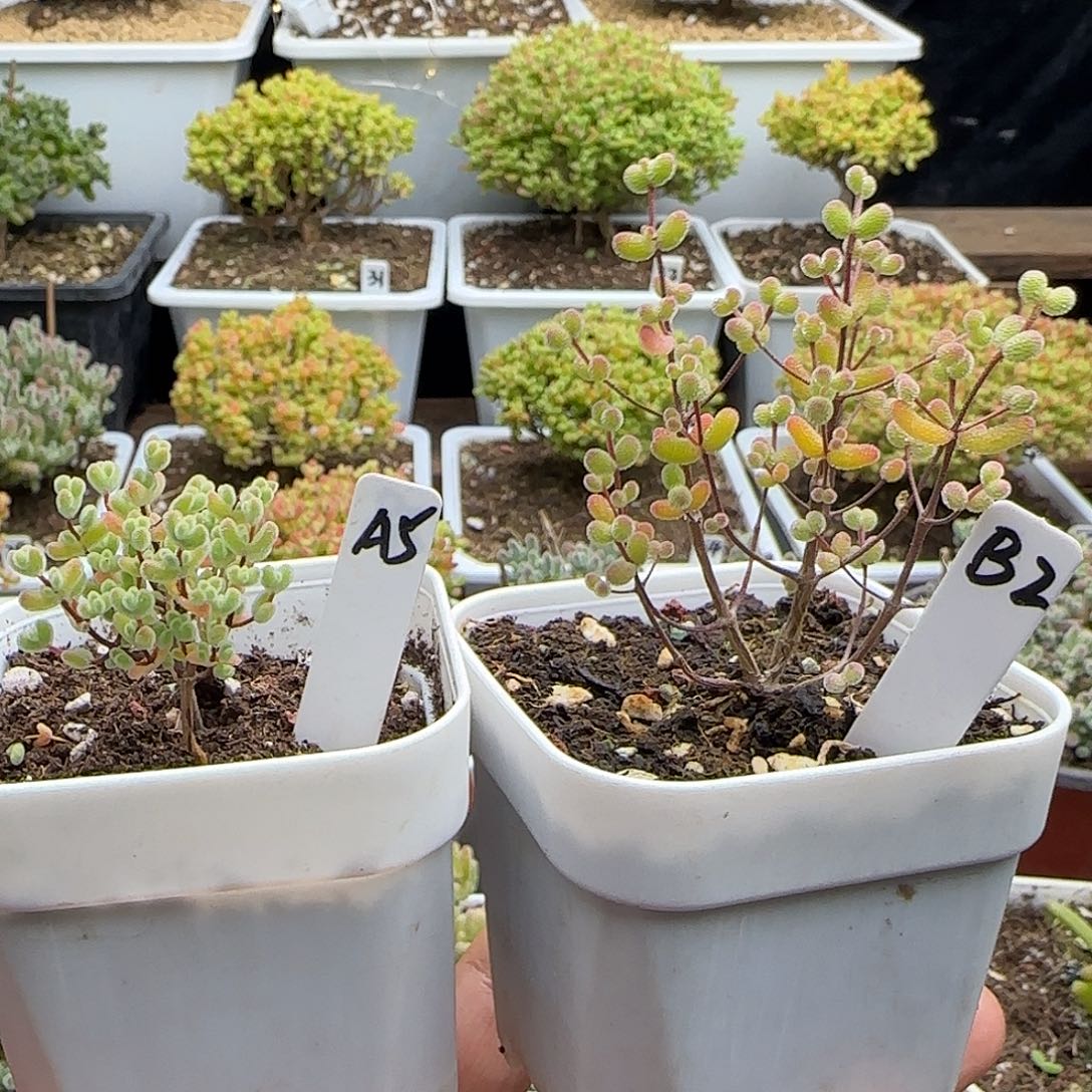 早***睡莱斯糖球枝干番杏专拍