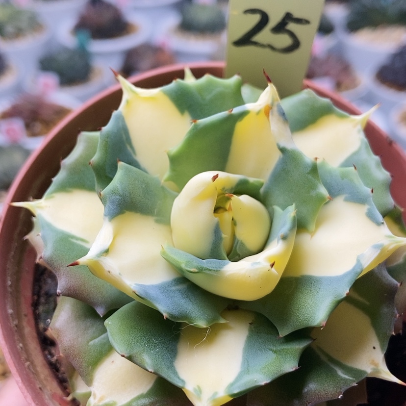 【闪购商品】黄中斑25