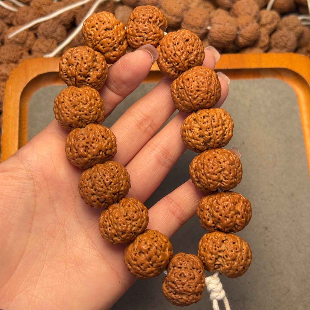 菩提8号金刚菩提五星蜂王菠萝蜜24