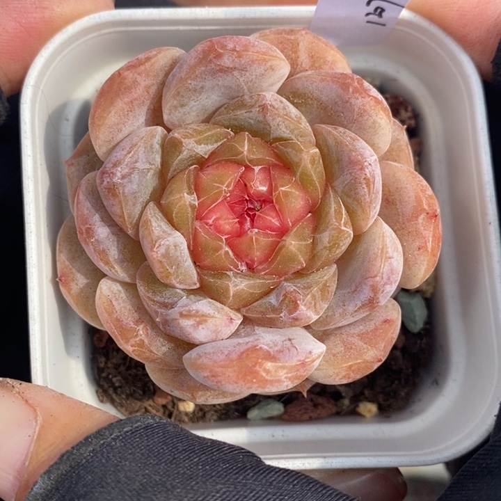 1207-613'糖心多肉