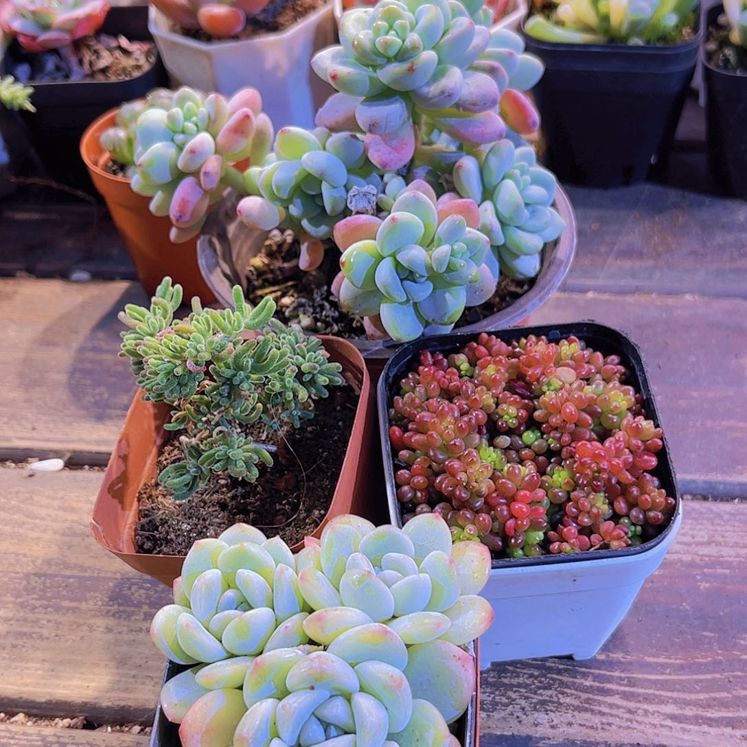 劳尔群。 荧光兔。浆果。冰玉多头