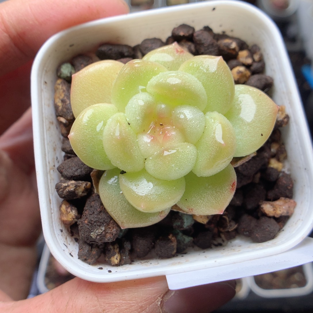 无花朵v135。yyyyyy