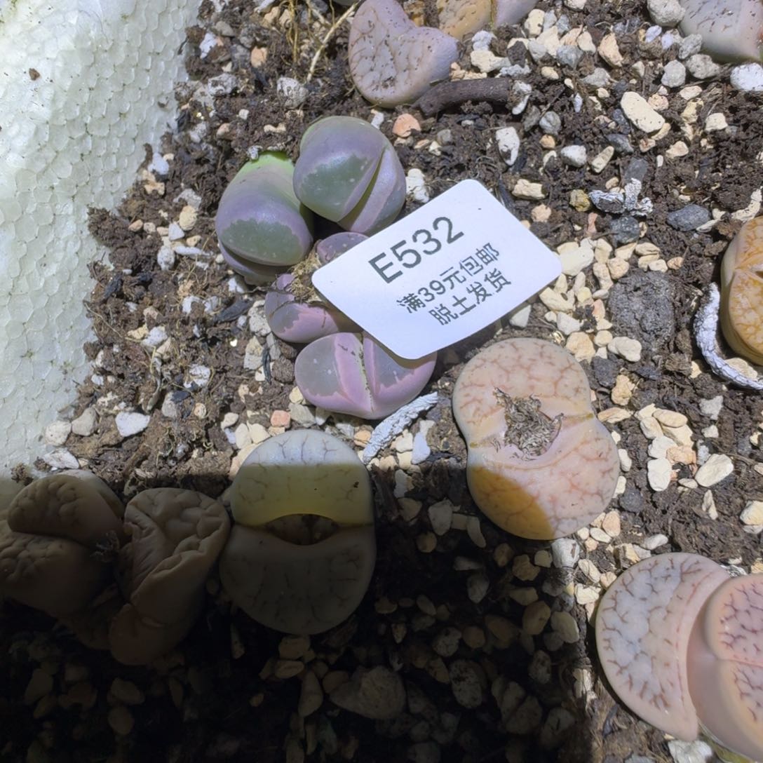 532多肉哈哈两颗橄榄