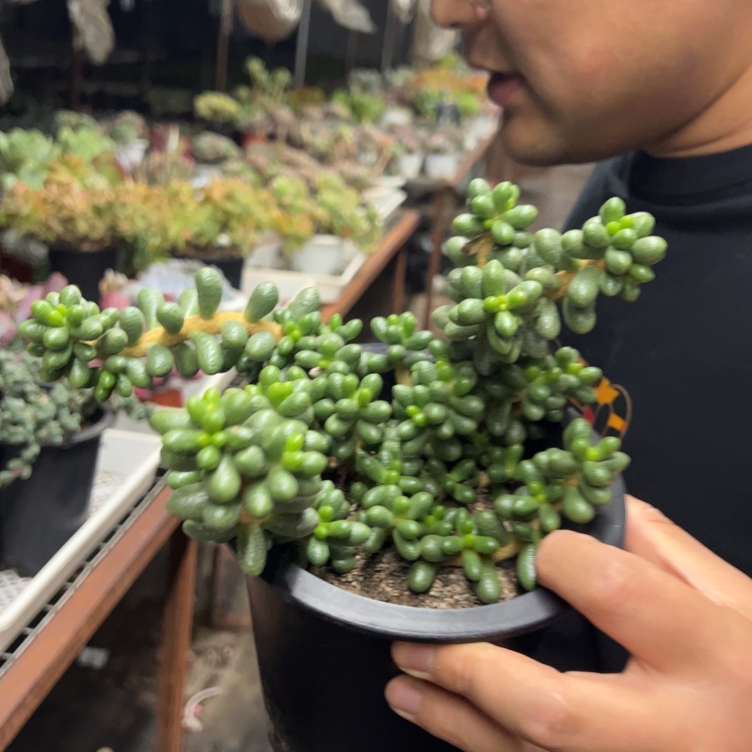 绿龟卵整装整群老桩