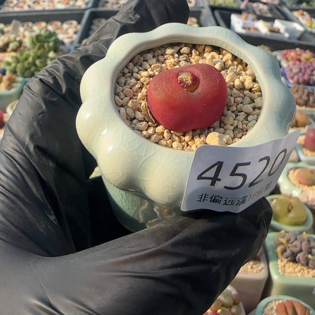 4520--一物一拍 带盆