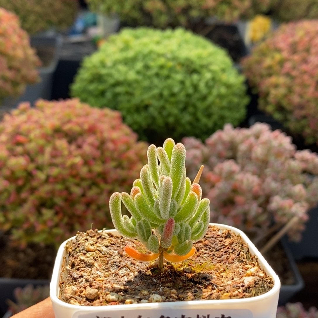 实生白霜4170枝干番杏