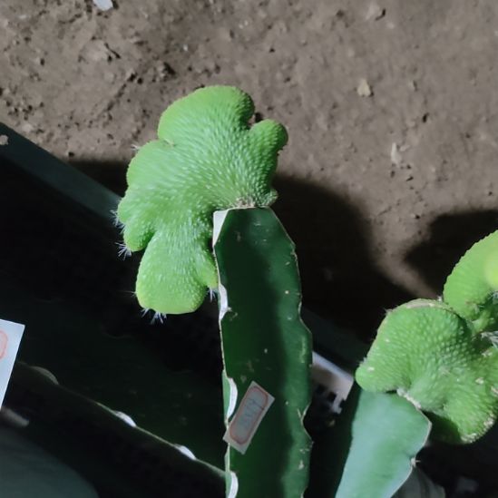 梧***3仙人球青蛇缀化8519