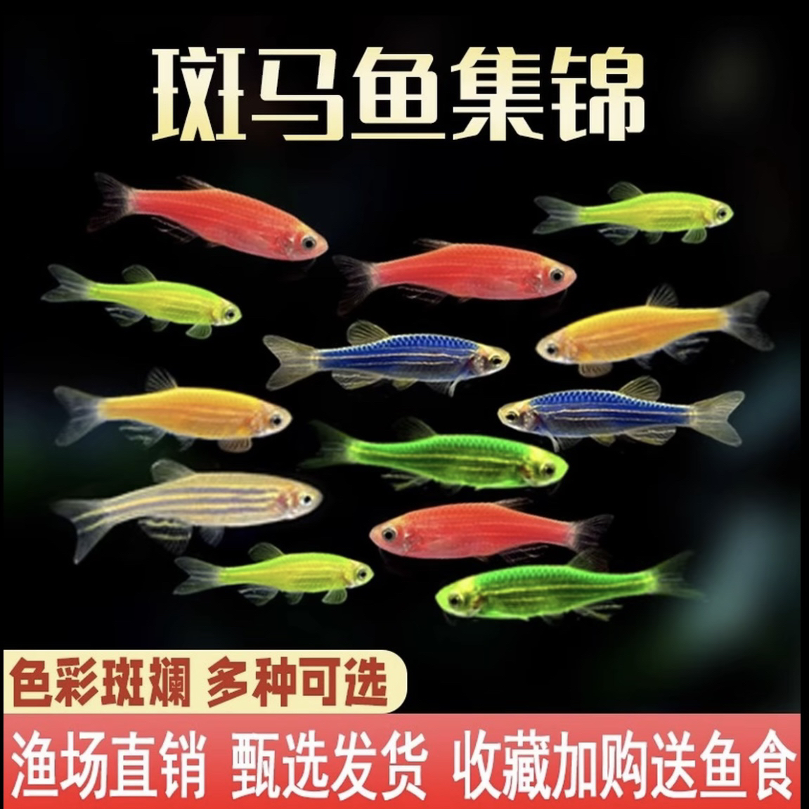 【斑马鱼】七彩糖果斑马鱼小型热带观赏鱼淡水鱼新手好养耐活