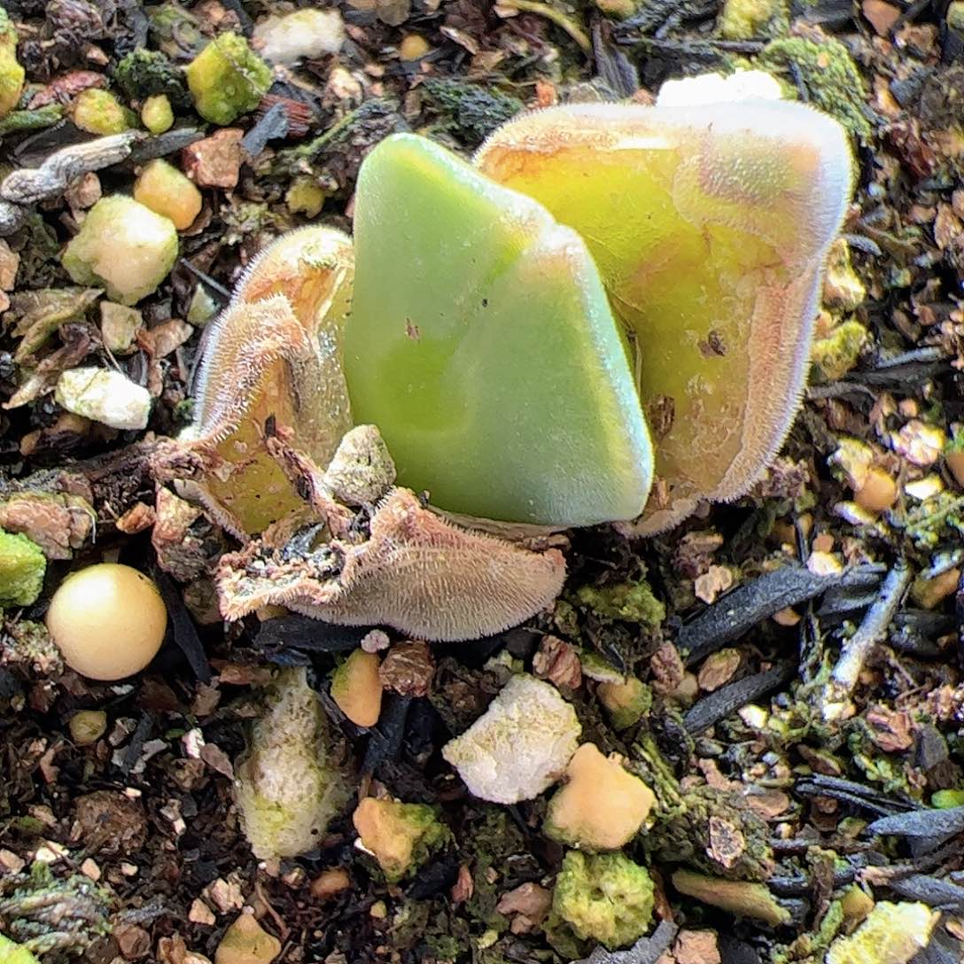 【闪购商品】58 空蝉