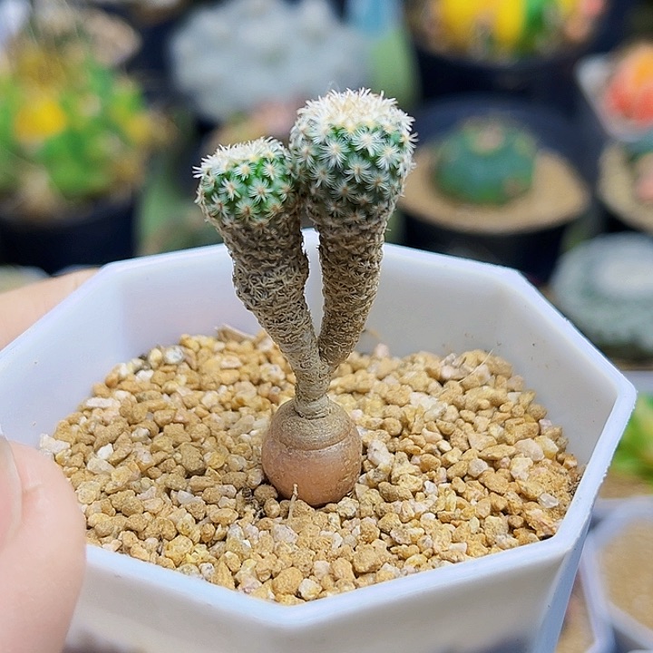 双头实生美针玉2.1公分冠幅