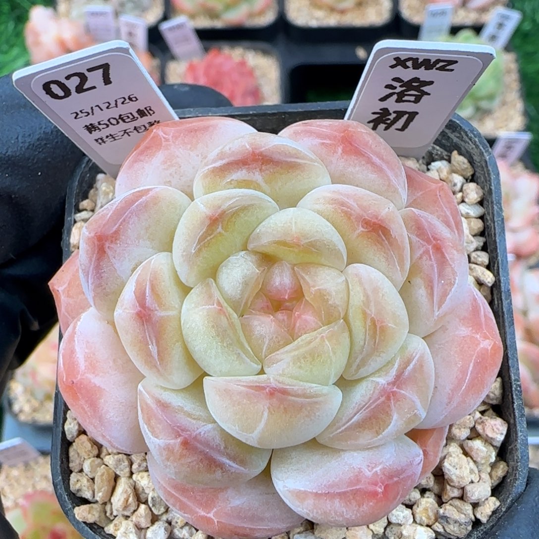 027  洛初   5厘米盆