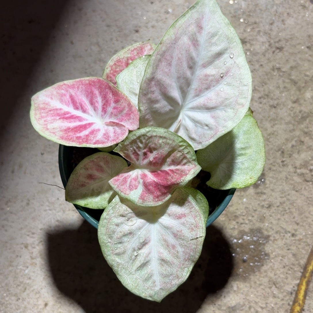 ****а天堂莲花泰国彩叶芋57-1206