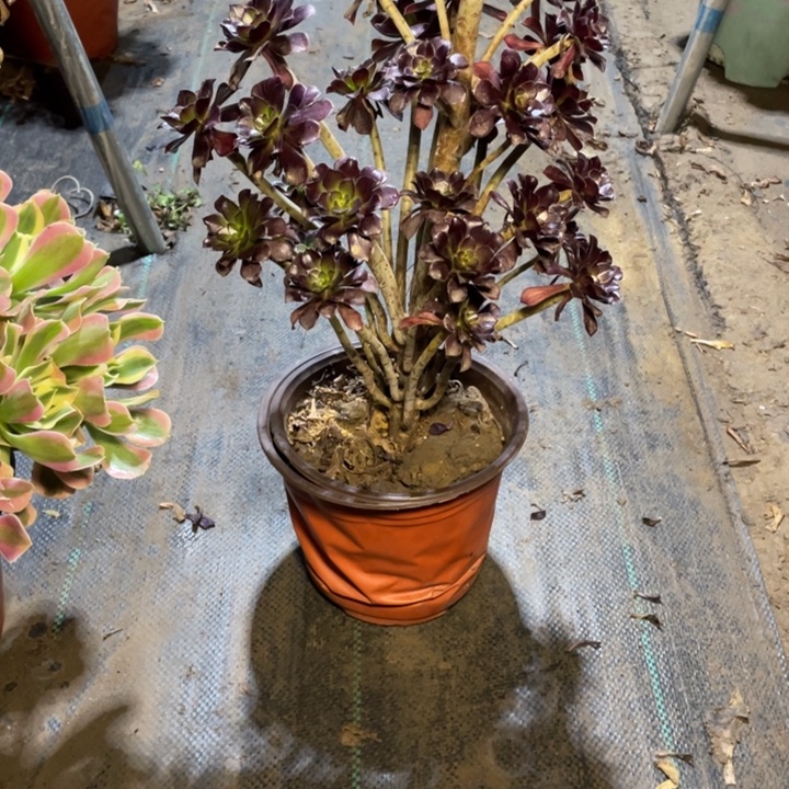 43黑法师多肉植物多肉多肉