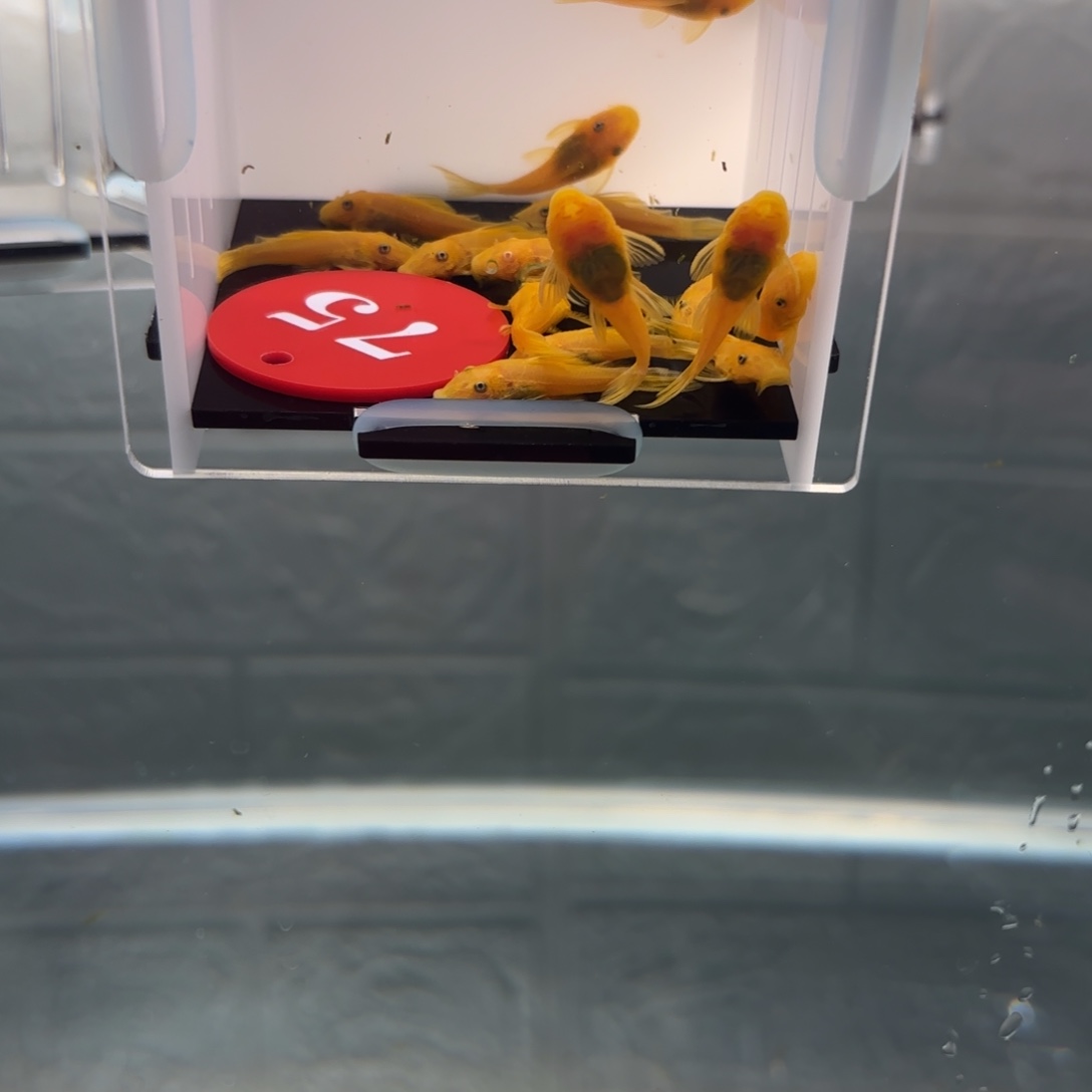 清道夫鱼黄金胡子2.5厘米➕，15条中通